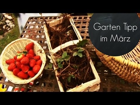 , title : 'Garten für den Frühling fit machen (Erdbeeren im März pflanzen)  | Garten-Tipps'