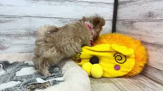 ハーフ犬の動画01