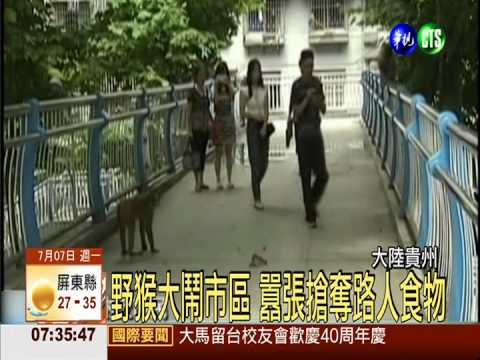 貴州野猴大鬧市區 當街搶奪食物