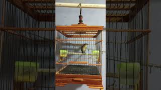 Download lagu Suara sulingan cingcoang cocok untuk masteran jongkangan bahan malas bunyi 💯% pasti langsung nyaut mp3 Download lagu Suara sulingan cingcoang cocok untuk masteran jongkangan bahan malas bunyi 💯% pasti langsung nyaut mp3