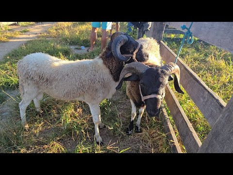 FEIRA DE CAPRINOS E OVINOS EM DOIS RIACHOS ALAGOAS #nordeste 