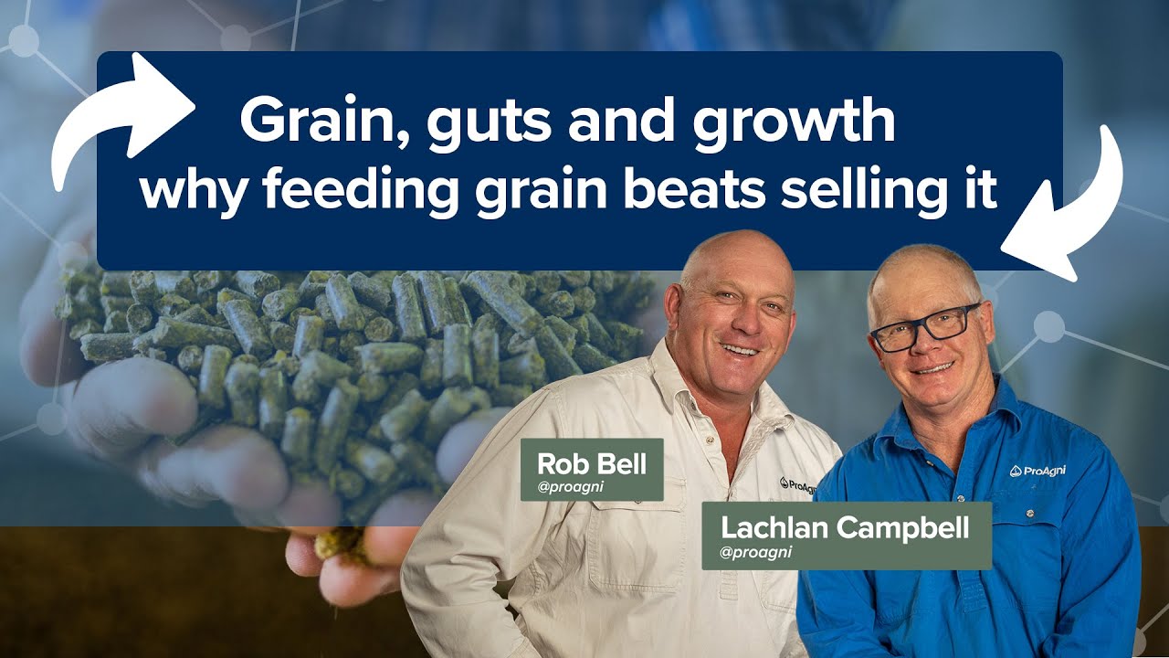 Grain, guts & growth - Turning grain into profit: why feeding your grain beats selling it. @proagni