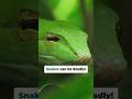 The Top 5 Most Venomous Snakes In The World