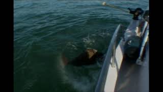 Big halibut off the wild west coast.2008