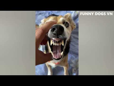 Funniest Animals Video   Funny Dogs And Cats   Try Not To Laugh Animals