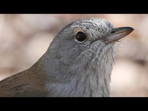 download lagu mp3 mp4 Grey Shrike Thrush, download lagu Grey Shrike Thrush gratis, unduh video klip Grey Shrike Thrush