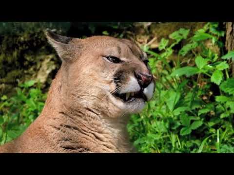 Senador Canedo Goiás Brasil