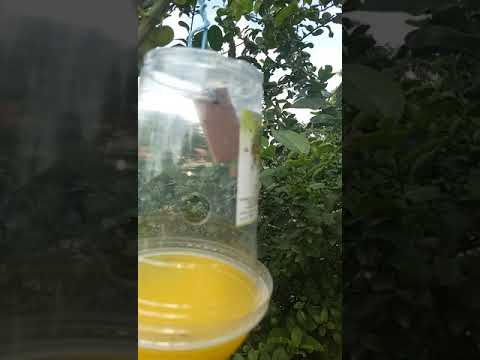 IPM Fruit Fly Pheromone Trap / Easy Fruit Fly Trap