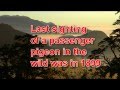 Martha, The Last of the Passenger Pigeons by ...