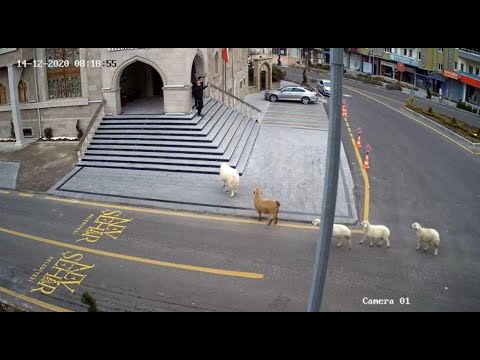 NEVŞEHİR BELEDİYESİ KUZULAR TARAFINDAN REHİN ALINDI!