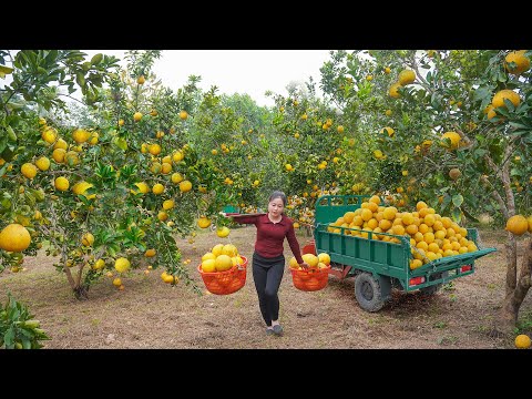 Harvested 100+ Grapefruit, Use 3-Wheel Truck to Transport Grapefruit To Rural Market Sell