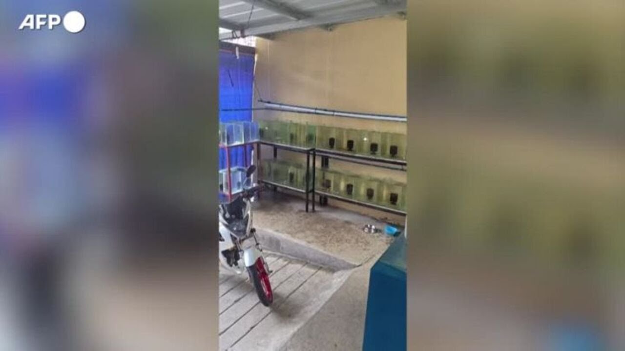 Filippine, la fuga delle persone a causa del terremoto di magnitudo 7,4