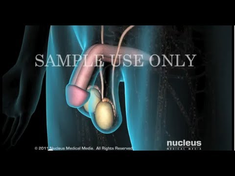 A pénisz megnagyobbodása - Erogen X