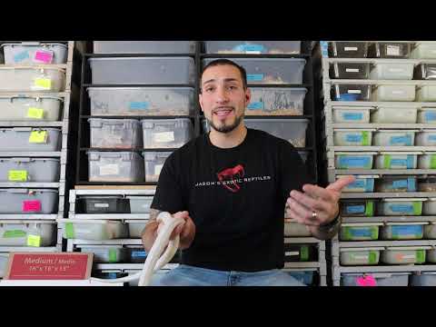YouTube video about: How to keep reptiles warm when power goes out?