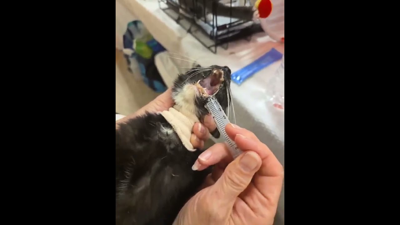 130 Cats Fill Their Bellies video
