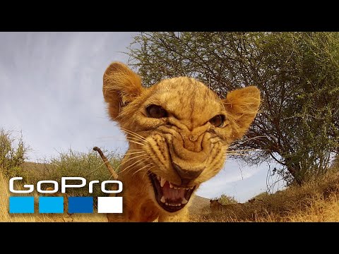 10 Best Wild Animal Moments Captured in GoPro Video