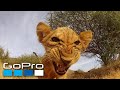 GoPro Top 10 Animal Encounters