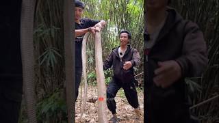 Download lagu The discovery of the world's largest cobra caused a stir #viralvideo mp3