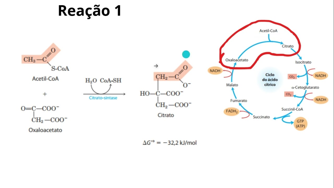 Ciclo do ácido cítrico (krebs)