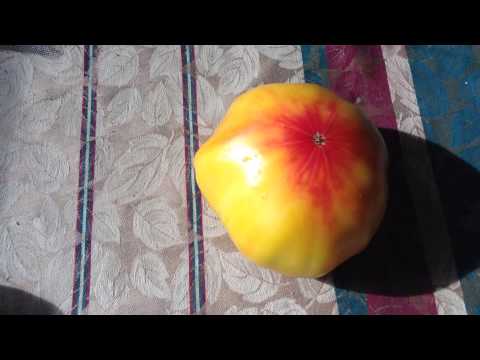 Huge German Striped Tomato