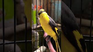 Download lagu SI WARNA CANTIK MANTENAN HIMALAYA GACOR #mantenangacor #mantenanhimalaya mp3