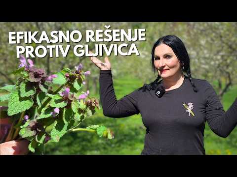 Using Red Dead-nettle in the Garden - 5 Useful Ways