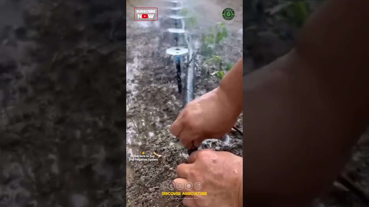 New Drip Irrigation System