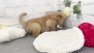 ゴールデンレトリバーの動画01