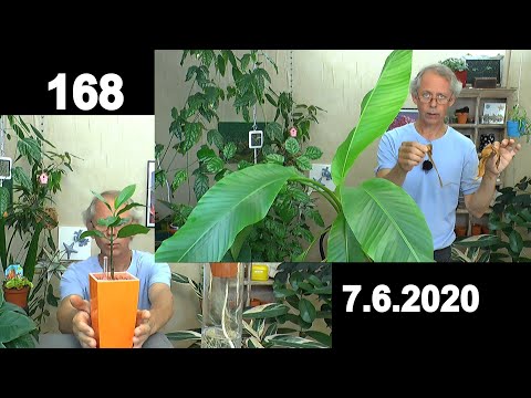, title : 'Zimmerpflanzen Bananen im Haus, Cashew wächst und Selbstbewässerung Ficus benjamina mit Erfolg'