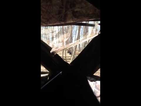 612outdoors.com - Bow Hunting Eastern Turkeys In Twin Cities Metro