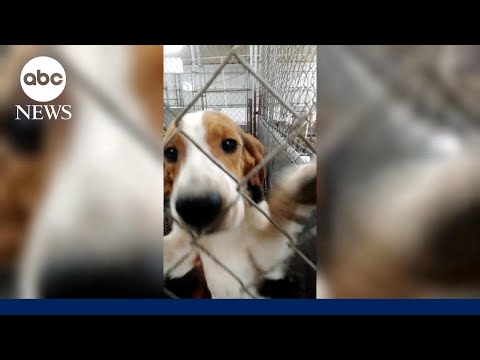 Hundreds of dogs rescued as testing facility closes