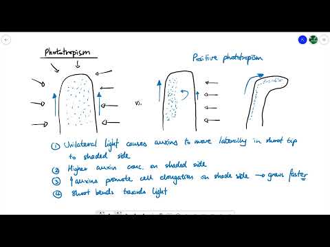A2 Biology - Tropisms (OCR A Chapter 16.4)