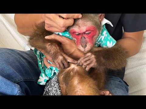 When a Dad Becomes a Healer for His KoBi Monkey