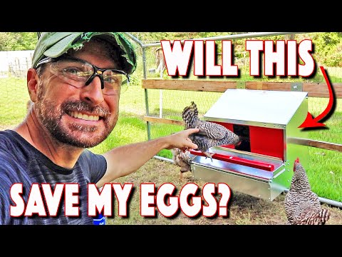 Hengear Review. Will THIS Save My Eggs? Testing A New Nesting Box