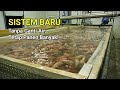 Tilapia Farming Without Changing Water An Environmentally Friendly System That Still Produces A