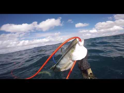 Spearfishing Sydney NSW Vol 4