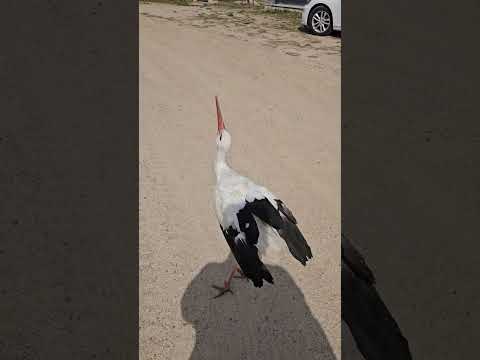 Овчарка на завтрак пришла #домбрестскогоаиста #беларусь