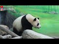 圓寶上冰床翹尾尖轉180度和大家打招呼😂|Giant Panda Yuan Bao said hi with tail,圆宝,貓熊,大貓熊,大熊貓