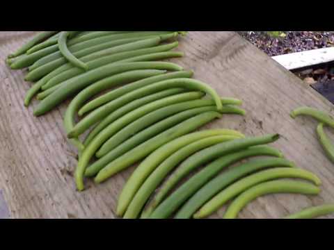 Vanilla Bean Harvest