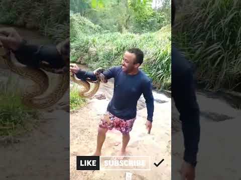 ENCONTRADA NO RIO QUENTE E GOIÁS! #viralshort #naturezasurpreendente #shortsvide #nature