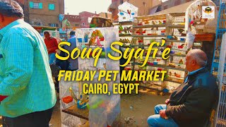 Friday Pet Market or Souq Syafie Cairo Egypt | 4K