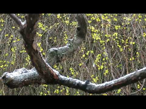 雪花園 Snowing 2018
