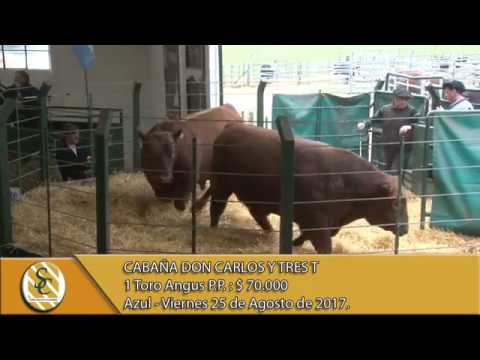 25-08-17 Venta de Toros Angus P.P. - Cabaña Don Carlos y Tres T - Azul.