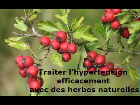 , title : 'Traiter l’hypertension efficacement avec des herbes naturelles'