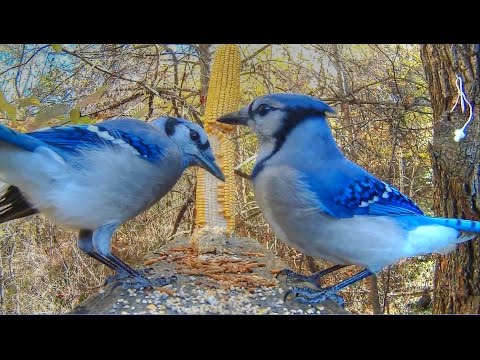 Blue Jay Mobbing Alarm Calls