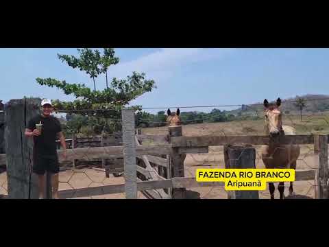 Fazenda RIO BRANCO , Aripuanã - Mato Grosso