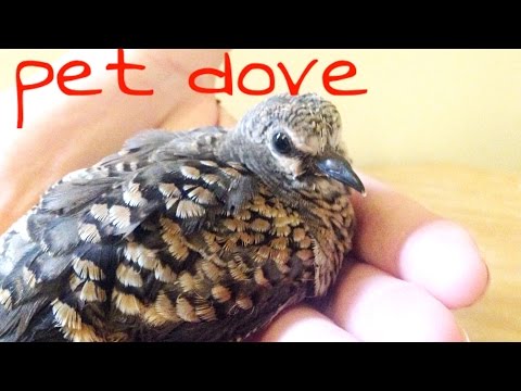 breeding mask doves, baby masked dove, pet masked dove