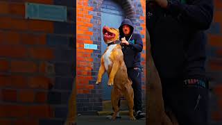 Download lagu tiger vs pitbull fight #shorts mp3