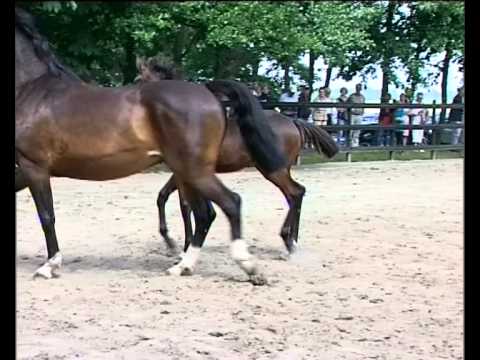 Hengstfohlen von Cormint - Quintero - Lovari - Fohlenbrennen 2013