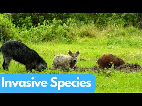 Invasive Species: The Silent Threat to Biodiversity